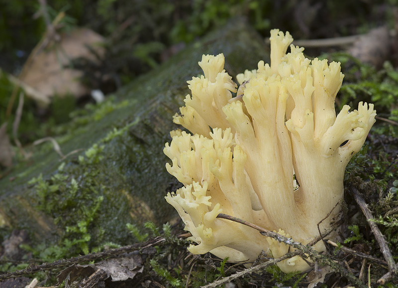 Ramaria subtilis